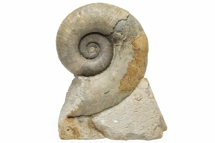 Jurassic Ammonite (Lytoceras) - Fresney, France #225759